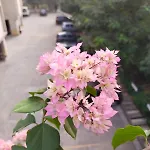 Banaras Home Stay